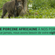 Peste porcine africaine