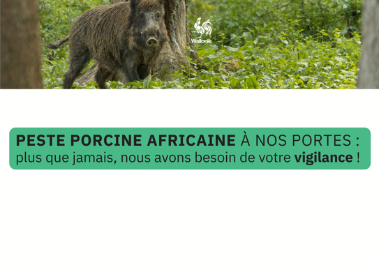 Peste porcine africaine