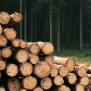 Vente publique - coupes de bois 2025