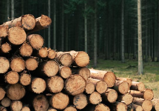 Vente publique - coupes de bois 2025