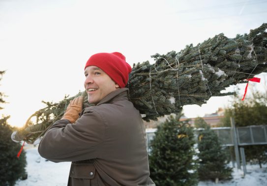 Ramassage sapin de Noël